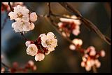 Spring35.jpg image by adeleene_anamaria