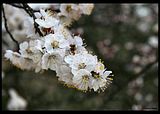 Spring36.jpg image by adeleene_anamaria