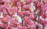 Spring39.jpg image by adeleene_anamaria